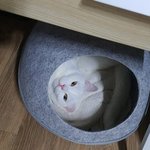 [고양이] 우리집 고앵이 900일된 기념