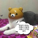 [이것좀봐줘] 고3들아 너네 사탐