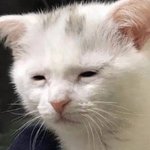 [댓글부탁해] <b>Intj</b> 질문 받음