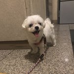 우리집 강아지 볼 사람