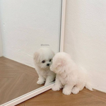 [추반] 162 55 <b>통통</b> 추 보통 반