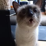 [고양이] 자랑