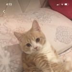 이 고양이 <b>종이</b> 뭔가요ㅠㅠ