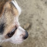 우리 강쥐 보고 가