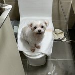 <b>울집</b> 강아지 사진 봐줘