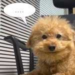 [드루와] 얘들아 우리 아빠 <b>대선</b> 나간대 어캄 ㄹㅇ