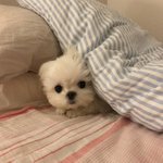 [드루와] 귀짤임니다 들어오지<b>마세오</b>❤️❤️❤️❤️❤️❤️