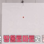 <b>방울</b>토마토 명중시킨 제덕쿵야