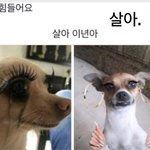 하 누가 이거 시미즈랑 <b>가비</b>래