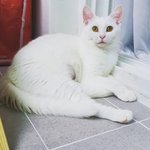 [고양이] 8개월 코숏 올화이트 설이 데리구 왔어 !