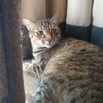 고양이 <b>행님</b>