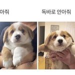 [댓글부탁해] 독바로 안<b>아조</b>