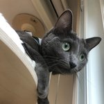고양이 한복~~