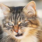 집사...널 가만 <b>두지</b> 않겠......