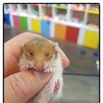 <b>햄스터</b> 키우고 싶어