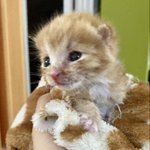 우리 집 고양이 <b>자랑</b>해도 될까