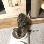 [고양이] 우리집 고양이 성장 <b>과정</b> 좀 봐줘!!