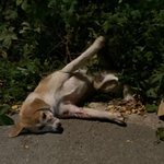 뺑소니 당한 채 죽기만을 기다리던 유기견 럭키의 입양을 위해 도와주세요...