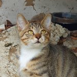 우리동네 길냥이(친해지려고 노력 중)