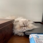 [고양이] 기상천외하게 자는 고양이들...잘때가 가장 예쁘다!