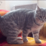 커여운 고양이.<b>gif</b>