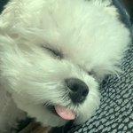 [세븐틴] 아니 멤버들 반려<b>동물</b>들 너무 귀여움...