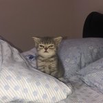 [댓글부탁해] 롬앤 페어칩vs<b>피그</b>칩 추반좀