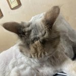 [고양이] 울집 고양이 <b>비제</b>이됨