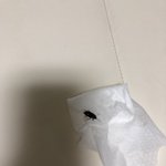 이거 바퀴벌<b>렌지</b> 아닌지 봐주세얌