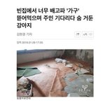 <b>주인</b>가족 떠난집에 가구 뜯어먹으며 기다린 강아지.펌