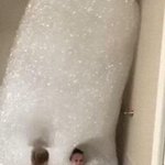 [NCT칠프] 젱우 버블 <b>폭탄</b> 와주세여....