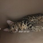 [고양이] 고양이 <b>성장</b>과정 봐달라고 한 쓰니야!