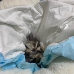 [고양이] 길냥이 성장기