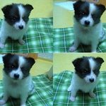 [NCT칠프] 루비 아기때 졸<b>귀임</b>...