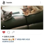 현시각 논란중인 김희철 강아지,고양이 파양