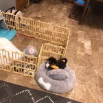 [방탄소년단] 뷔와 <b>연탄</b>이의 행복한4년 생일축하해