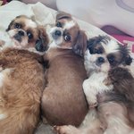 [이것좀봐줘] 시<b>츄</b>3마리