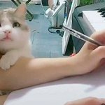 고양이 <b>암호</b>.jpg