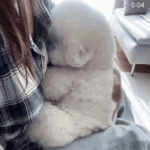 살쪘다 그래서 속상한 <b>멍뭉이</b>