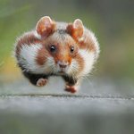 [19] 유럽 <b>야생</b>햄스터