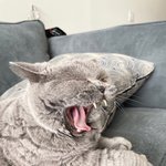 [고양이] 회색내복입은고양이.<b>zip</b> 올겨울 준비완료!