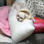 <b>베개</b> 세개 다 뺏김