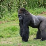 [댓글부탁해] <b>후우</b>꾸꾸우후오오<b>후우</b>꾸꾸우후오오<b>후우</b>꾸꾸우후오오