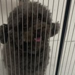 <b>산책</b> 갔다 온 내새끼