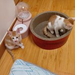 길냥이 구조 후 성장기