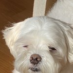 [NCT칠프] 우리집 갱애지 자꾸 할아버지 표정 <b>지음</b>