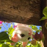 동명<b>카츠</b> 오리지널피<b>카츠</b> 개존맛임 ㅠ