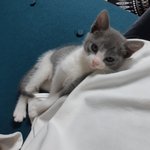 [고양이] 저희집 <b>호두</b> 자랑해요