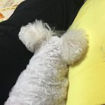 <b>산책</b> 못가서 서러운 강아지