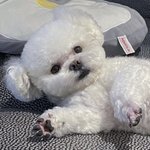 [세븐틴] 밥<b>푸리</b>